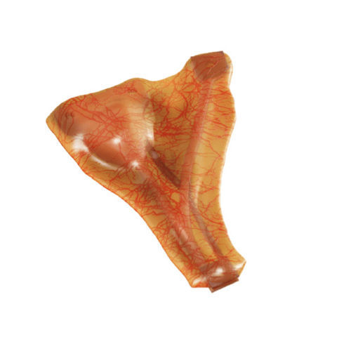 Modelo anatómico de arteria - IN0GABL - MEDICAL-X - de vesícula biliar / de cirugía / de formación