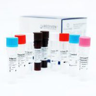 Kit de prueba de leptospirosis - GenoAmp® GRA2017 - Medical Innovation Ventures - de Leptospira / de sangre / de orina