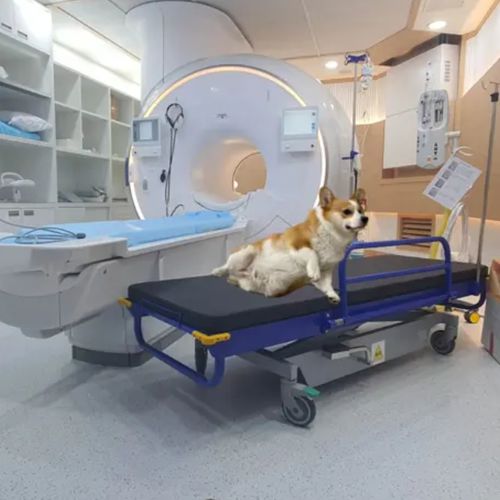Carro camilla para resonancia magnética - HO-709A - Hongkong Medi - hidráulico / veterinario