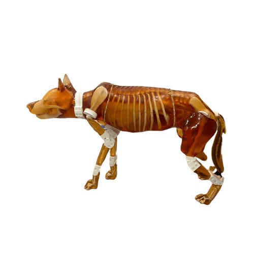 Fantoma para prueba veterinaria para IRM - Pure Imaging Phantoms - para escáner de rayos X / para ecografía / para radiología