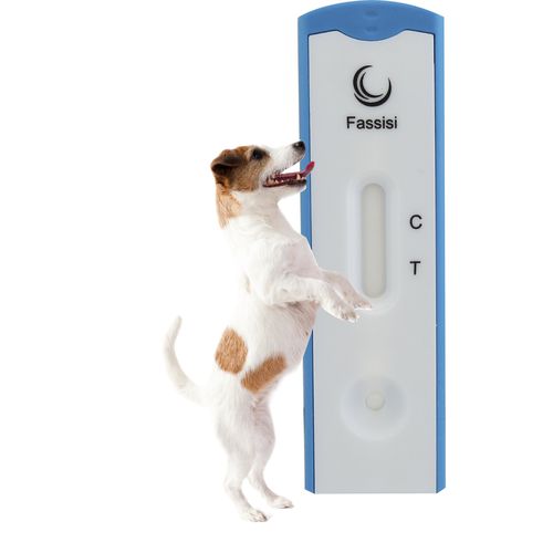 Prueba rápida de leishmaniasis - Fassisi, Gesellschaft für Veterinärdiagnostik und Umweltanalysen mbH - para perro / de Leishmania / de suero
