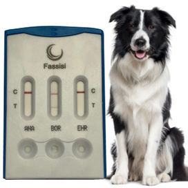 Prueba rápida para enfermermedades infecciosas - CANVECTO 3 - Fassisi, Gesellschaft für Veterinärdiagnostik und Umweltanalysen mbH - para perro / para anticuerpos / para bacterias