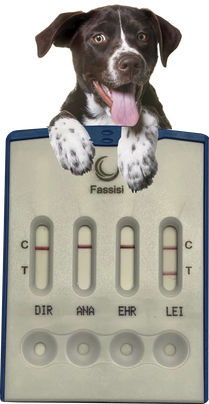 Prueba rápida de leishmaniasis - CANVECTO 4 - Fassisi, Gesellschaft für Veterinärdiagnostik und Umweltanalysen mbH - para perro / de plomo / para bacterias