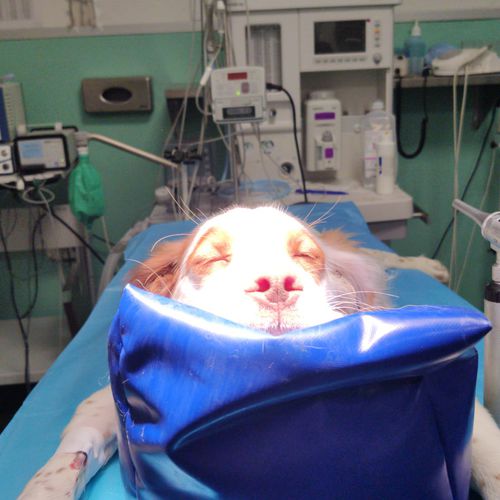 Cojín de posicionamiento - Vetbot - quirúrgico / veterinario / de espuma