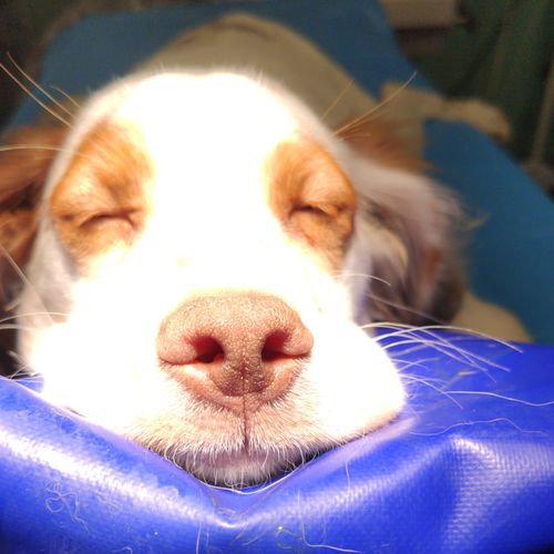 Cojín de posicionamiento - Vetbot - quirúrgico / veterinario / de espuma