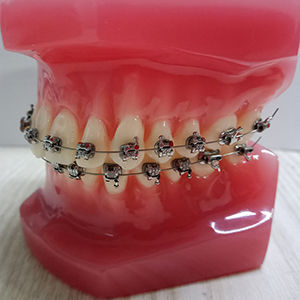 Modelo anatómico de dentadura - Hangzhou DTC Medical Apparatus - para cuidados dentales / de formación / de poliuretano