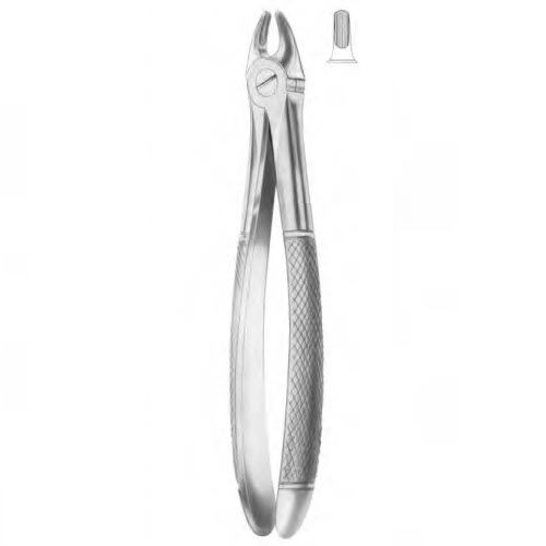 Fórceps de extracción dental para dientes caninos - 1097 - Thempson - tipo inglés