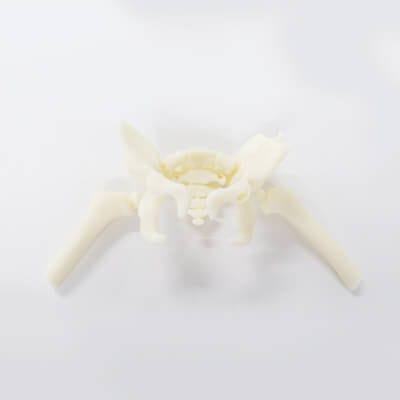 Modelo anatómico de cadera - 3D Lifeprints UK Ltd - de fémur / de formación / infantil