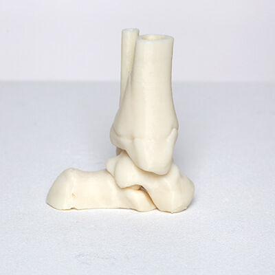 Modelo anatómico de hueso - 3D Lifeprints UK Ltd - de tobillo