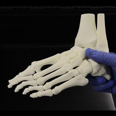 Modelo anatómico de hueso - 3D Lifeprints UK Ltd - de pie / de formación