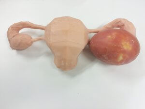 Modelo anatómico de ovario - 3D Lifeprints UK Ltd - para cirugía robótica / de ovariohisterectomía