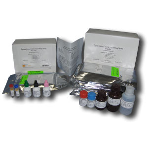 Kit de prueba para enfermermedades infecciosas - FP-ELISA II - SafePath Laboratories - de anemia / para équidos / para anticuerpos