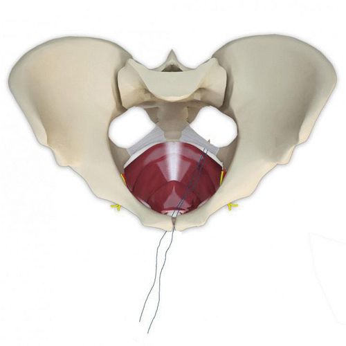 Banda de reconstrucción para prolapsos - Anchorsure - Neomedic International - colpocele / vía transvaginal / para mujer