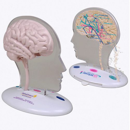 Modelo anatómico de cerebro - A569 - Apple Biomedical - para neurología / de formación / rosa