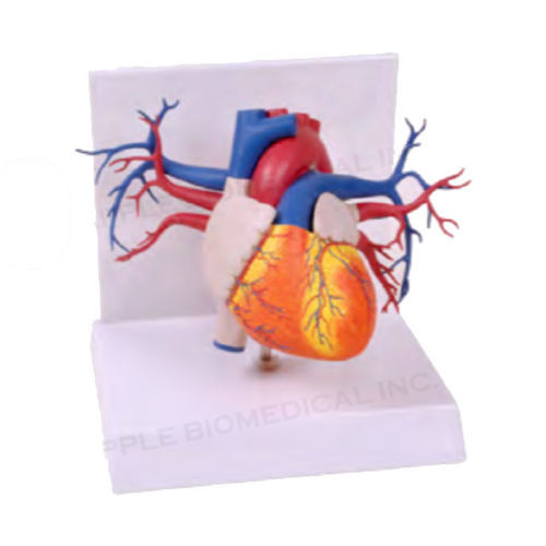 Modelo anatómico de corazón - A574 - Apple Biomedical - de arteria / de válvula mitral / de válvula pulmonar