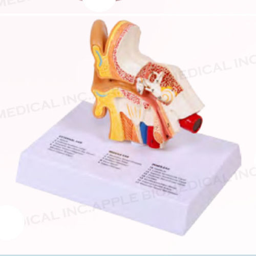 Modelo anatómico de oreja - A159 - Apple Biomedical - de caracol / de conducto auditivo / para cuidados ORL