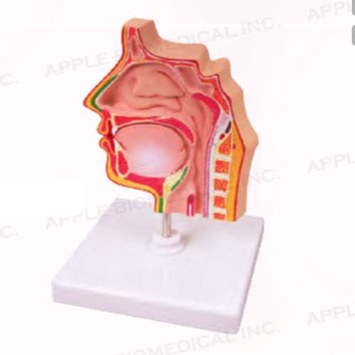 Modelo anatómico de seno - A033 - Apple Biomedical - de vías respiratorias / para cuidados ORL / de formación