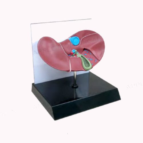 Modelo anatómico de hígado - A539 - Apple Biomedical - de vesícula biliar / de formación / rosa