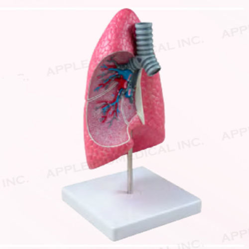 Modelo anatómico de pulmón - A169 - Apple Biomedical - de tráquea / de bronquios / bronquial