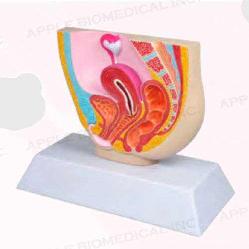 Modelo anatómico femenino - A421 - Apple Biomedical - pélvico / ginecológico / de formación