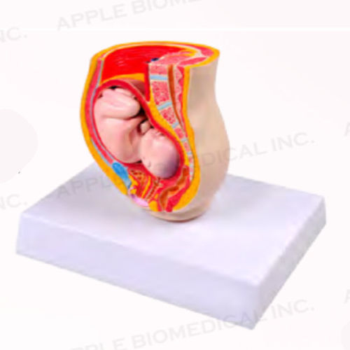 Modelo anatómico fetal - A579 - Apple Biomedical - de pelvis / de recto / de vejiga