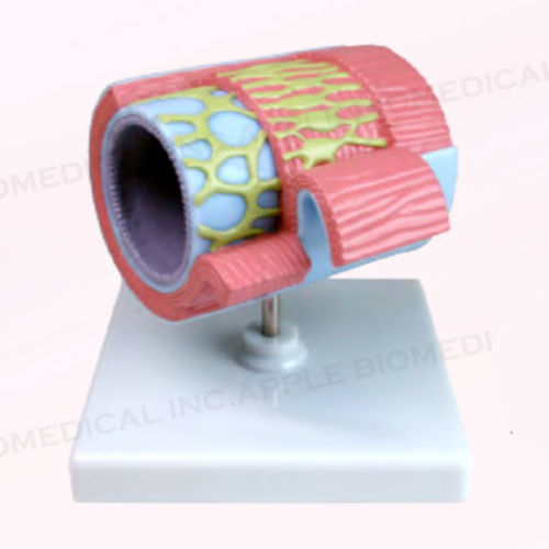 Modelo anatómico de colon - A228 - Apple Biomedical - de formación / rosa