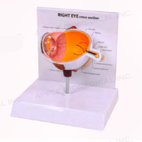 Modelo anatómico de ojo - A260-B10 - Apple Biomedical - para oftalmología / de formación / naranja