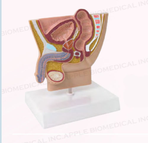 Modelo anatómico de pelvis - A435 - Apple Biomedical - de recto / de vejiga / de próstata