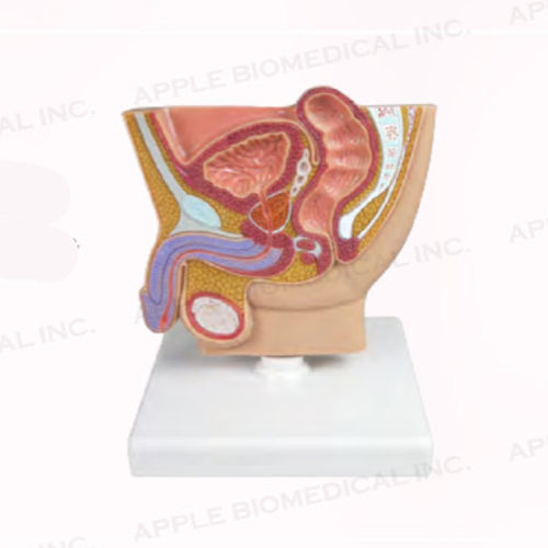 Modelo anatómico de recto - A283 - Apple Biomedical - de vejiga / de próstata / de testículo