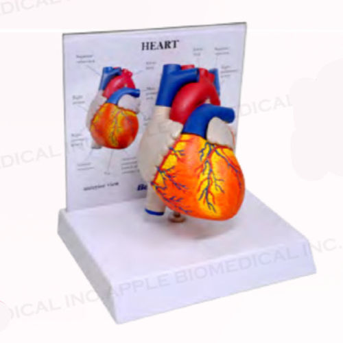 Modelo anatómico de corazón - A161N-B10 - Apple Biomedical - de arteria / de músculo / de válvula aórtica