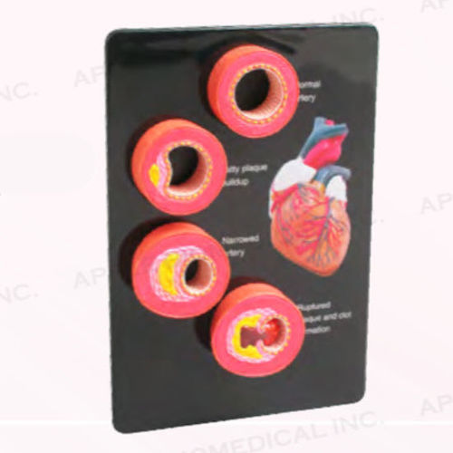Modelo anatómico de mano - A534 - Apple Biomedical - de arteria / de formación / rosa