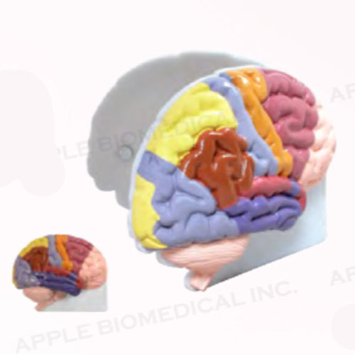Modelo anatómico de cerebro - A028 - Apple Biomedical - para neurología / de formación / de mano