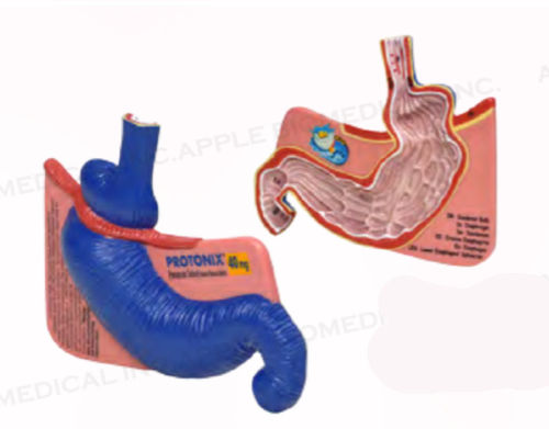 Modelo anatómico de estómago - A350 - Apple Biomedical - de duodeno / de esófago / de gastroenterología