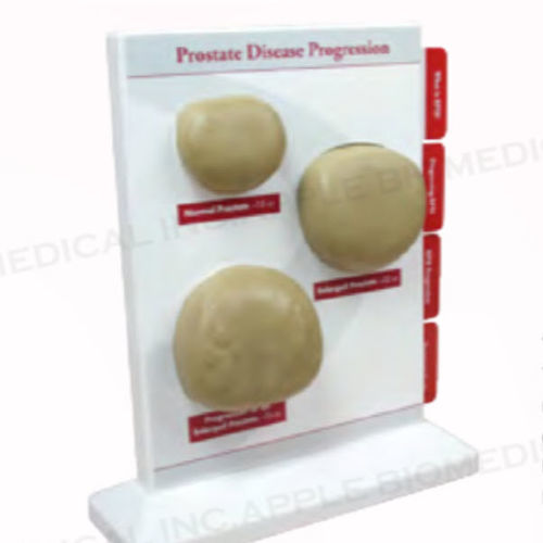 Modelo anatómico de próstata - A548 - Apple Biomedical - quirúrgico / de formación / masculino