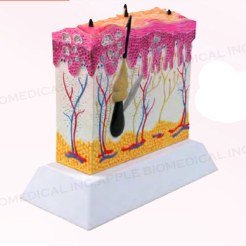 Modelo anatómico de piel - A560 - Apple Biomedical - de formación / para el cáncer
