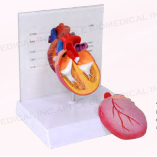 Modelo anatómico canino - A633 - Apple Biomedical - de corazón / de sistema ventricular / veterinario