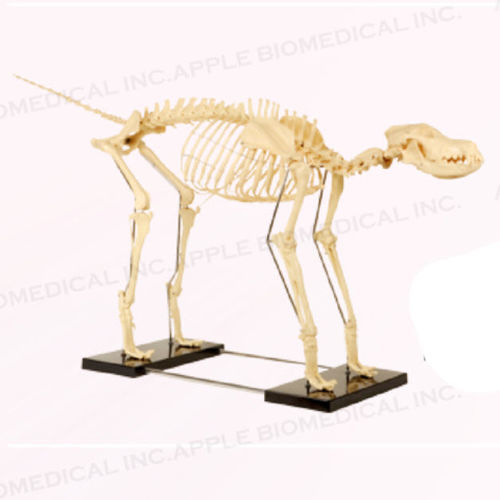 Modelo anatómico de esqueleto - A649 - Apple Biomedical - veterinario / de formación / adulto