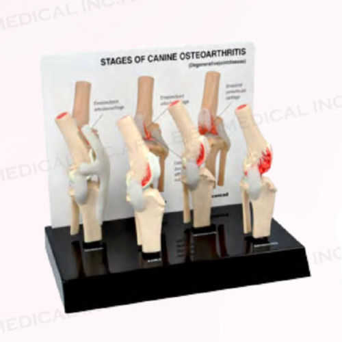 Modelo anatómico canino - A551-B11 - Apple Biomedical - de articulación / de rodilla / de rótula