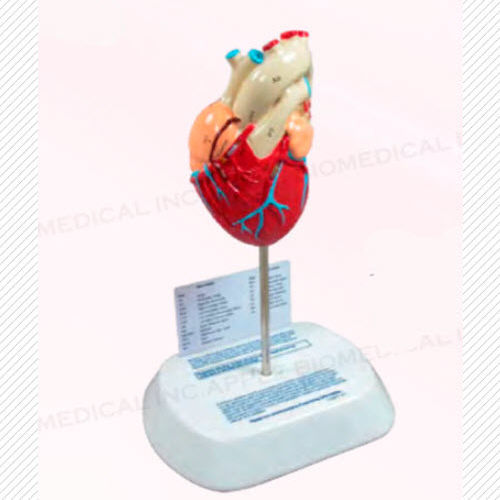 Modelo anatómico de corazón - A420 - Apple Biomedical - de válvula aórtica / de válvula mitral / de válvula tricúspide
