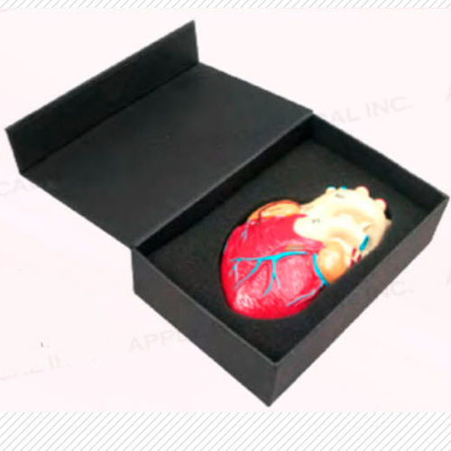 Modelo anatómico de corazón - A420-1 - Apple Biomedical - de válvula aórtica / de válvula mitral / de válvula tricúspide