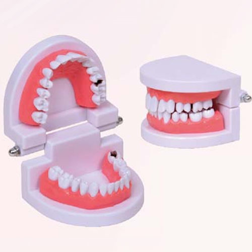 Modelo anatómico de boca - A653 - Apple Biomedical - de dientes / para odontología / para odontología