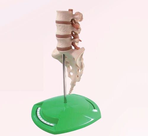 Modelo anatómico de columna vertebral - A353-2 - Apple Biomedical - de nervio / de formación / beis
