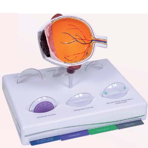 Modelo anatómico de ojo - A614  - Apple Biomedical - para oftalmología / de demostración / de glaucoma