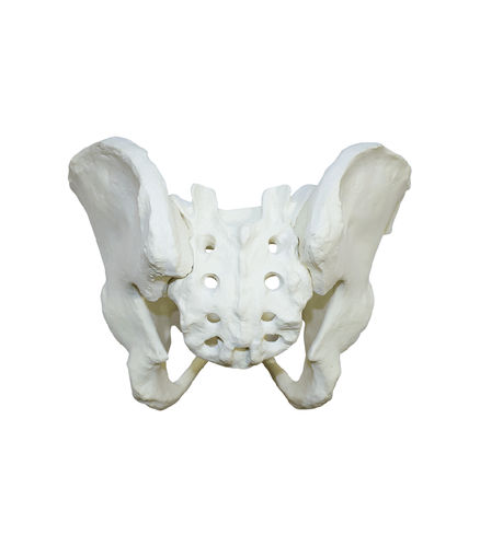 Modelo anatómico de pelvis - 2041  - Nacional Ossos - de esqueleto / de sacro / de cadera