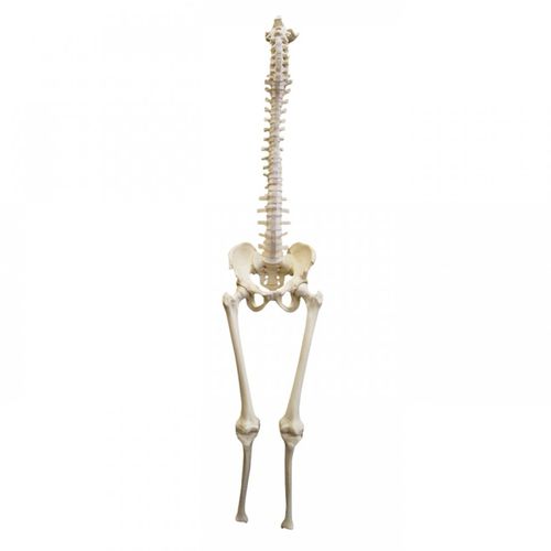 Modelo anatómico de pelvis - 5008  - Nacional Ossos - de columna vertebral / de tibia / de fémur