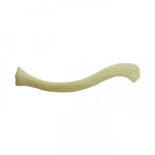 Modelo anatómico de hueso - 3023  - Nacional Ossos - de clavículas / para cirugía ortopédica / de formación