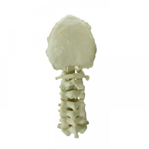 Modelo anatómico de columna vertebral cervical - 5002  - Nacional Ossos - de formación
