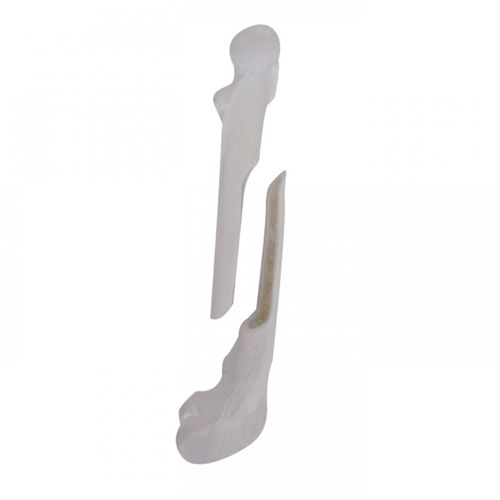 Modelo anatómico de fémur - AV250ESPF1 - Nacional Ossos - quirúrgico / de formación / canino
