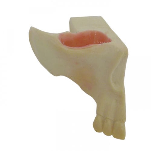 Modelo anatómico de hueso - 4055-BA - Nacional Ossos - de maxilar / de seno / para cirugía dental