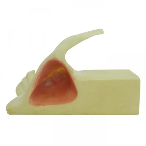 Modelo anatómico de hueso - 4055-BA - Nacional Ossos - de maxilar / de seno / para cirugía dental
